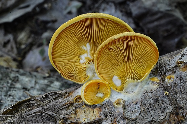 hlivník hniezdovitý Phyllotopsis nidulans (Pers.) Singer