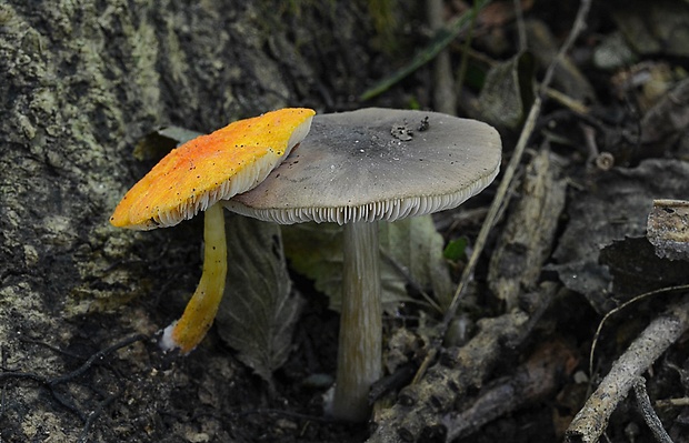 štítovka Pluteus sp.