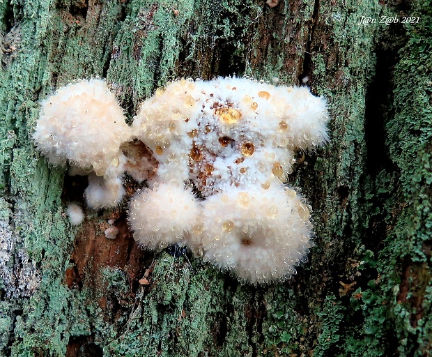 šťavnatec smrekový Postia ptychogaster (F. Ludw.) Vesterh.