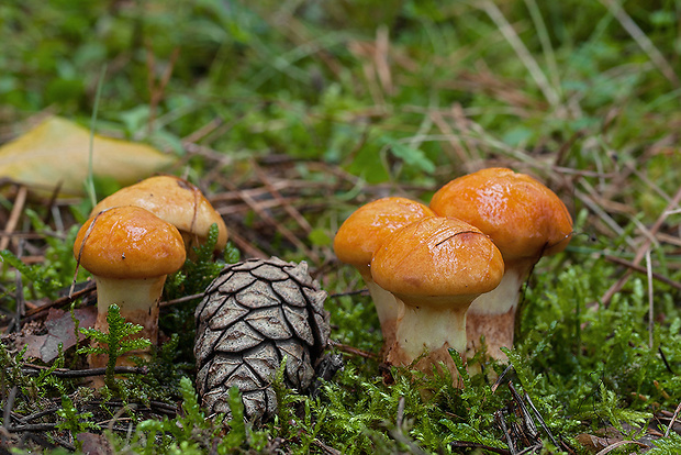 masliak smrekovcový Suillus grevillei (Klotzsch) Singer