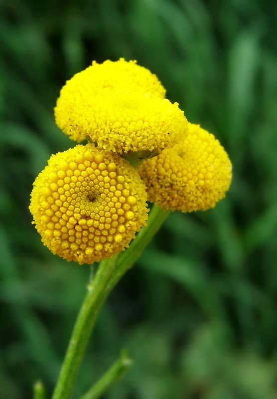 vratič obyčajný Tanacetum vulgare L.