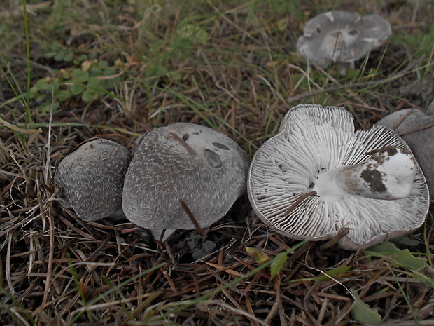 čírovka zemná Tricholoma terreum (Schaeff.) P. Kumm.