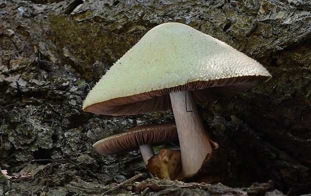 pošvovec stromový Volvariella bombycina (Schaeff.) Singer