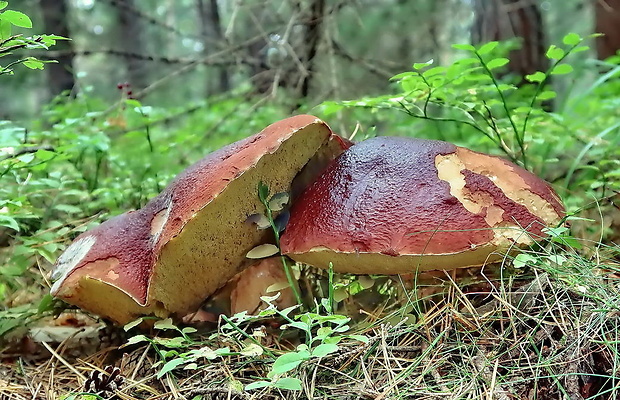 hríb sosnový Boletus pinophilus Pil. et Dermek in Pil.