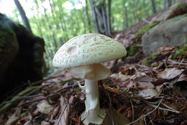 muchotrávka citrónovožltá  Amanita citrina Pers.