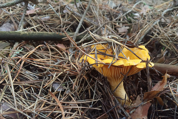 kuriatko jedlé Cantharellus cibarius Fr.