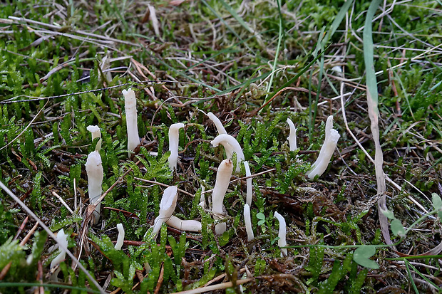 konárovka vráskavá Clavulina rugosa (Bull.) J. Schröt.