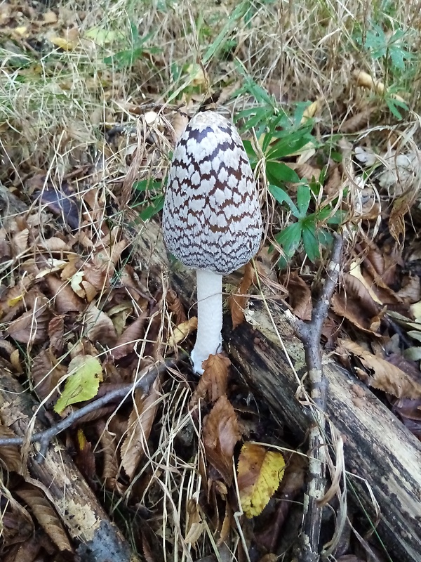 hnojník strakatý Coprinopsis picacea (Bull.) Redhead, Vilgalys & Moncalvo