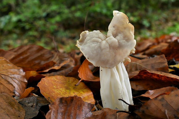 chriapač kučeravý Helvella crispa (Scop.) Fr.