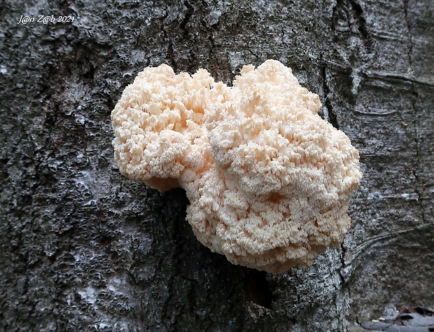 koralovec bukový Hericium coralloides (Scop.) Pers.