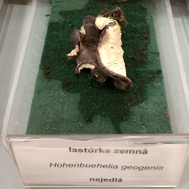 lastúrka lopatkovitá Hohenbuehelia petaloides (Bull.) Schulzer