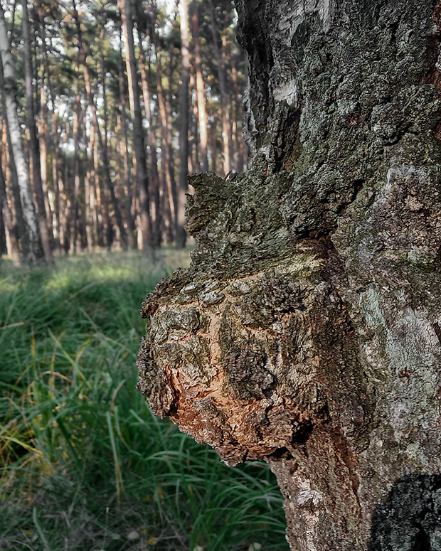 ryšavec šikmý Inonotus obliquus (Ach. ex Pers.) Pilát