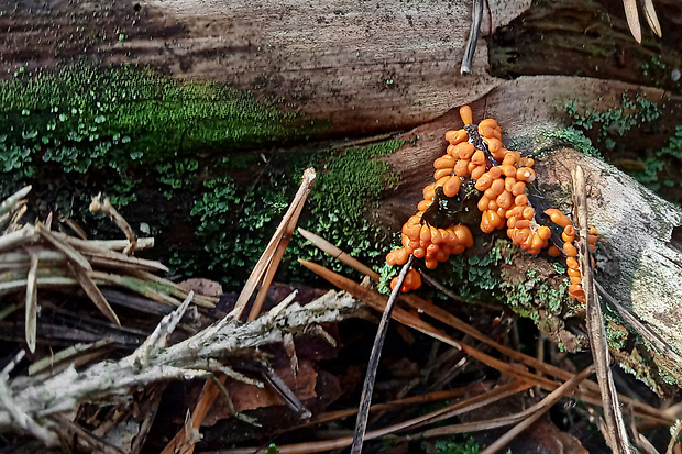 leskloplodka krehká Leocarpus fragilis (Dicks.) Rostaf.