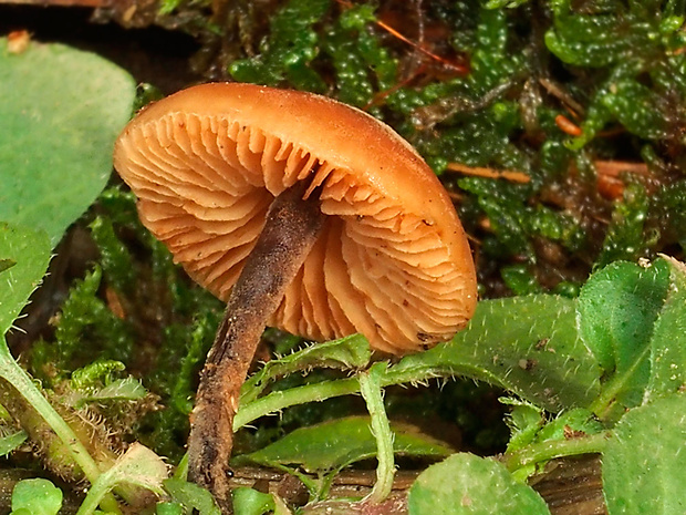 smeťovček uhorkový Macrocystidia cucumis (Pers.) Joss.