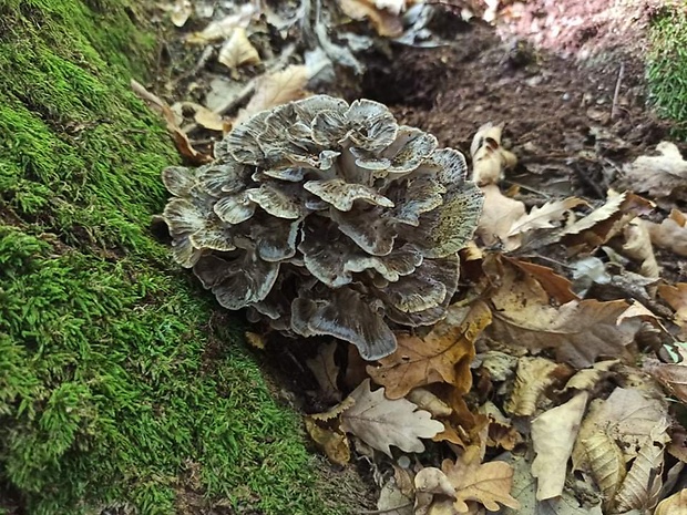 vejárovec obrovský Meripilus giganteus (Pers.) P. Karst.