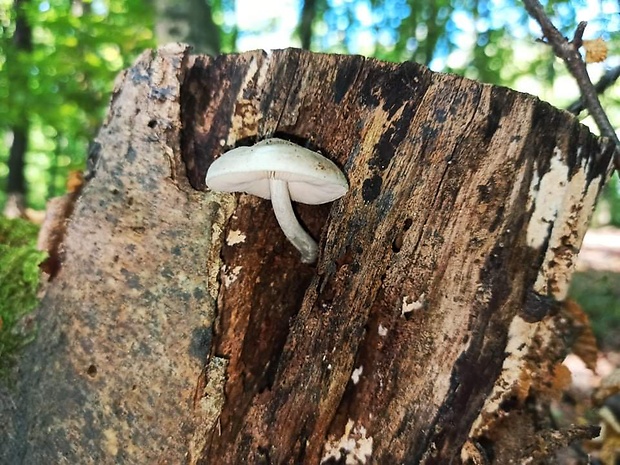 prilbička ružovolupeňová Mycena galericulata (Scop.) Gray