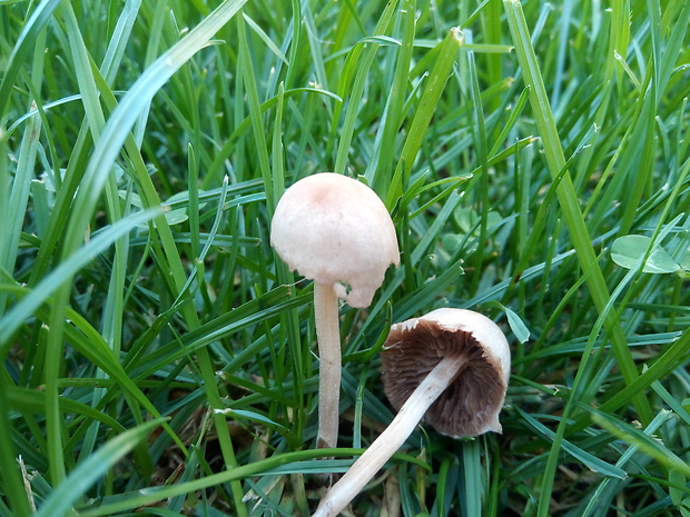 holohlavec končistý Psilocybe semilanceata (Fr.) P. Kumm.