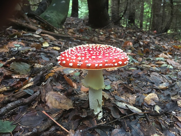 muchotrávka červená Amanita muscaria (L.) Lam.