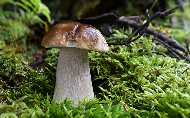 hríb smrekový Boletus edulis Bull.