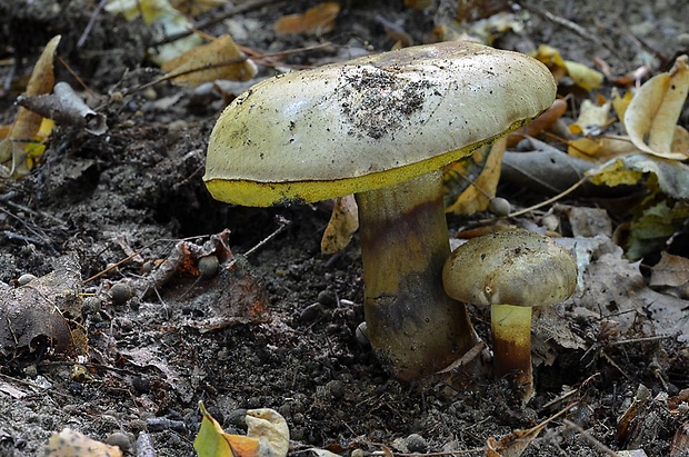 hríb modrejúci Cyanoboletus pulverulentus (Opat.) Gelardi, Vizzini & Simonini