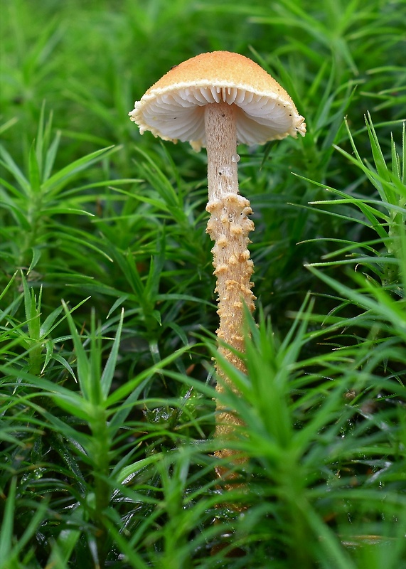 zrnivka okrová Cystoderma amianthinum (Scop.) Fayod