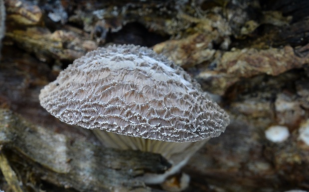 lastúrka plstnatá Hohenbuehelia mastrucata (Fr.) Singer