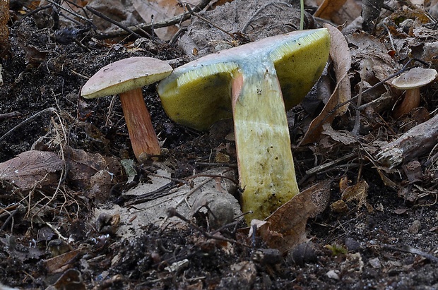 suchohríb Hortiboletus bubalinus (Oolbekk. & Duin) L. Albert & Dima