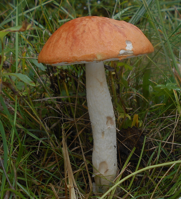 kozák osikový Leccinum albostipitatum den Bakker & Noordel.