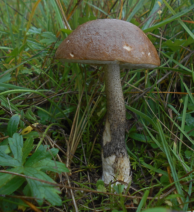 kozák brezový Leccinum scabrum (Bull.) Gray