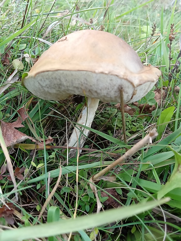 kozák brezový Leccinum scabrum (Bull.) Gray