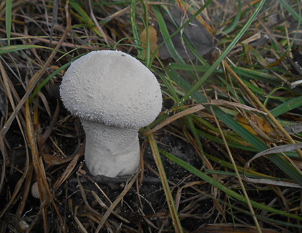 prášnica Lycoperdon sp.