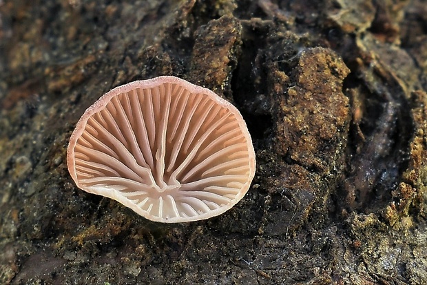 pňovka fialovohnedá Panellus violaceofulvus (Batsch) Singer