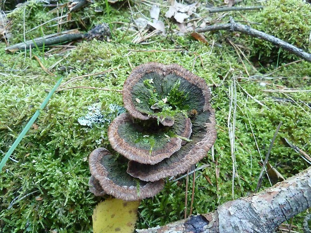 plesňovka klinčekovitá Thelephora caryophyllea (Schaeff.) Pers.