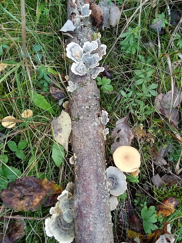 trúdnikovec pestrý Trametes versicolor (L.) Lloyd