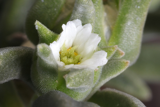 mestoklema tuberosa mestoklema tuberosa