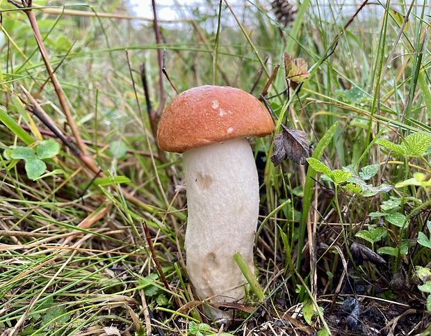 kozák osikový Leccinum albostipitatum den Bakker & Noordel.