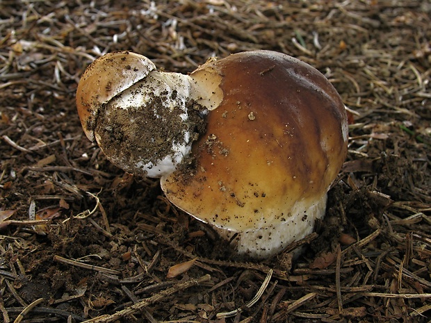 hríb smrekový Boletus edulis Bull.