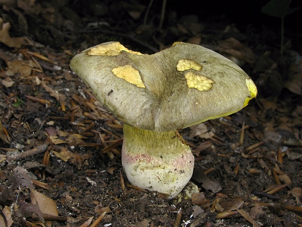 hríb striebristý Butyriboletus fechtneri (Velen.) D. Arora & J.L. Frank