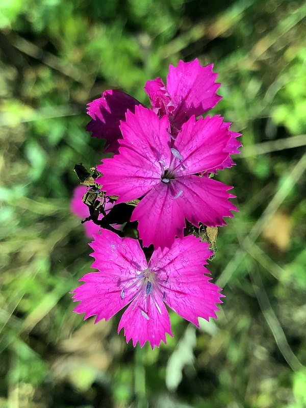 klinček kartuziánsky Dianthus carthusianorum L.