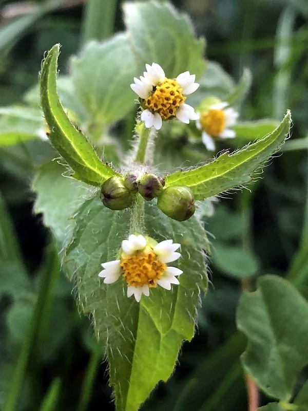 žltnica pŕhľavolistá Galinsoga urticifolia (Humb., Bonpl. et Kunth) Benth.