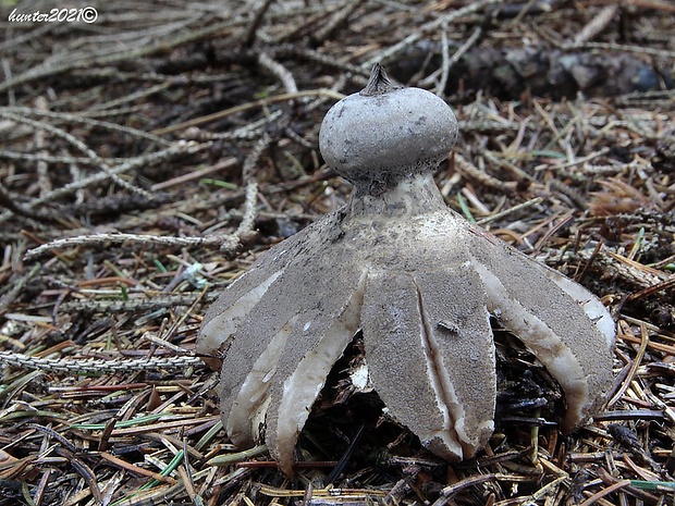 hviezdovka dlhokrčková Geastrum pectinatum Pers.