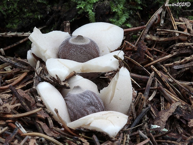 hviezdovka štvorcípová Geastrum quadrifidum DC. ex Pers.