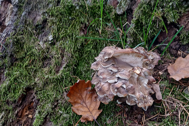 trsovnica lupeňovitá Grifola frondosa (Dicks.) Gray