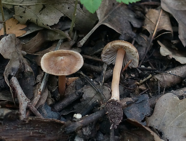 vláknica žltolúčová Inocybe grammata Quél. & Le Bret.