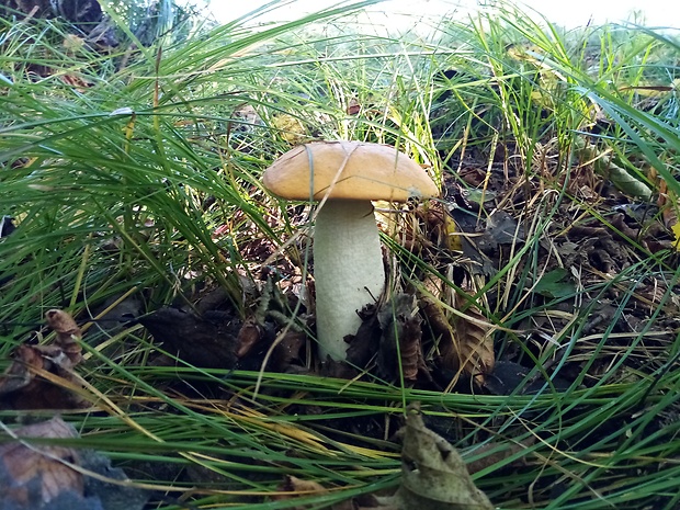 kozák osikový Leccinum albostipitatum den Bakker & Noordel.