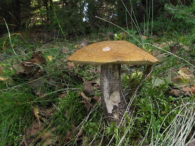 kozák žltooranžový Leccinum versipelle (Fr. & Hök) Snell