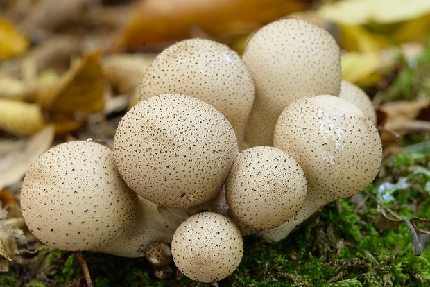 prášnica hruškovitá Lycoperdon pyriforme Schaeff.