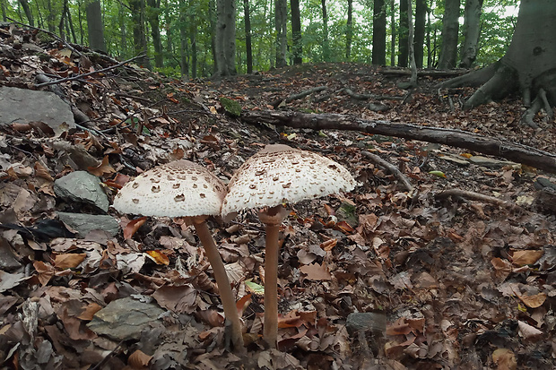 bedľa vysoká Macrolepiota procera (Scop.) Singer