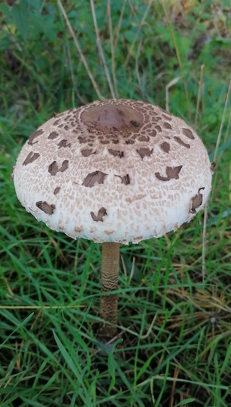 bedľa vysoká Macrolepiota procera (Scop.) Singer