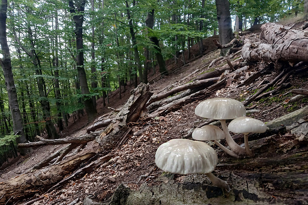 sliznačka obyčajná Mucidula mucida (Schrad.) Pat.